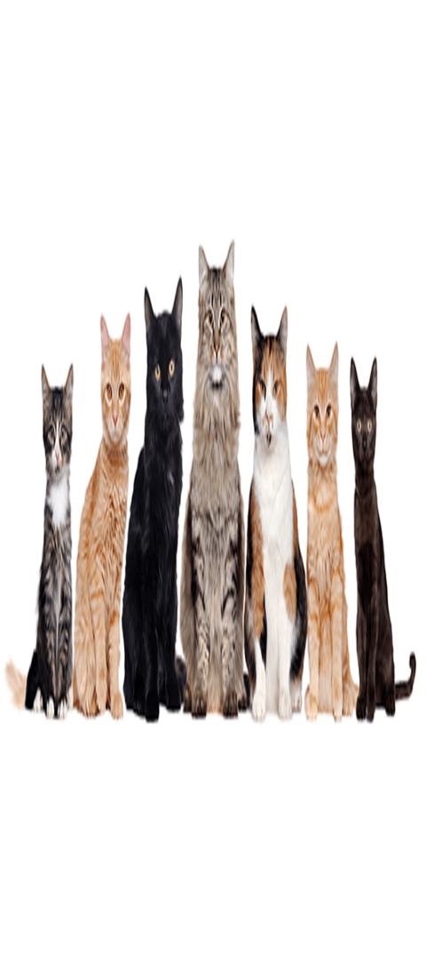 Katzenrassen Unterschiedliche Katzenrassen auf einem Bild