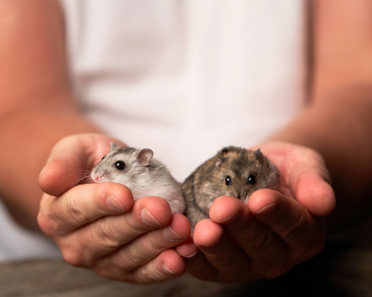 Zwei Zwerghamster sitzen in den Händen eines Menschen
